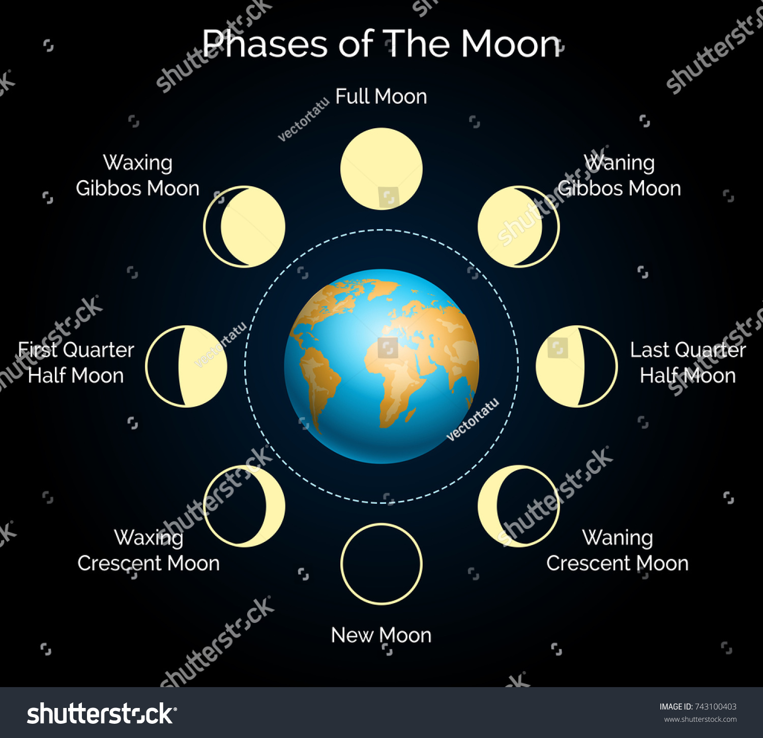 Phases Moon Vector Illustration Earth Lunar Stock Vector (Royalty Free ...