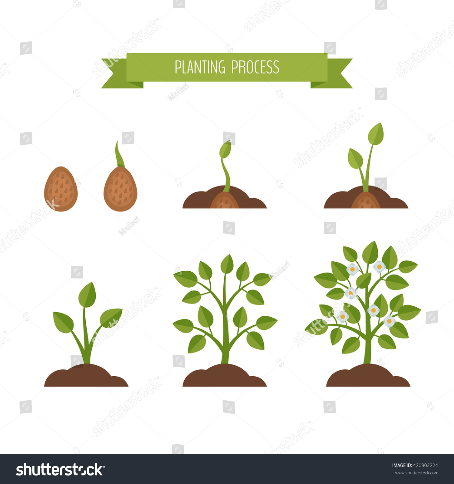 Phases Plant Growth. Sprout In The Ground. Flat Style, Vector ...