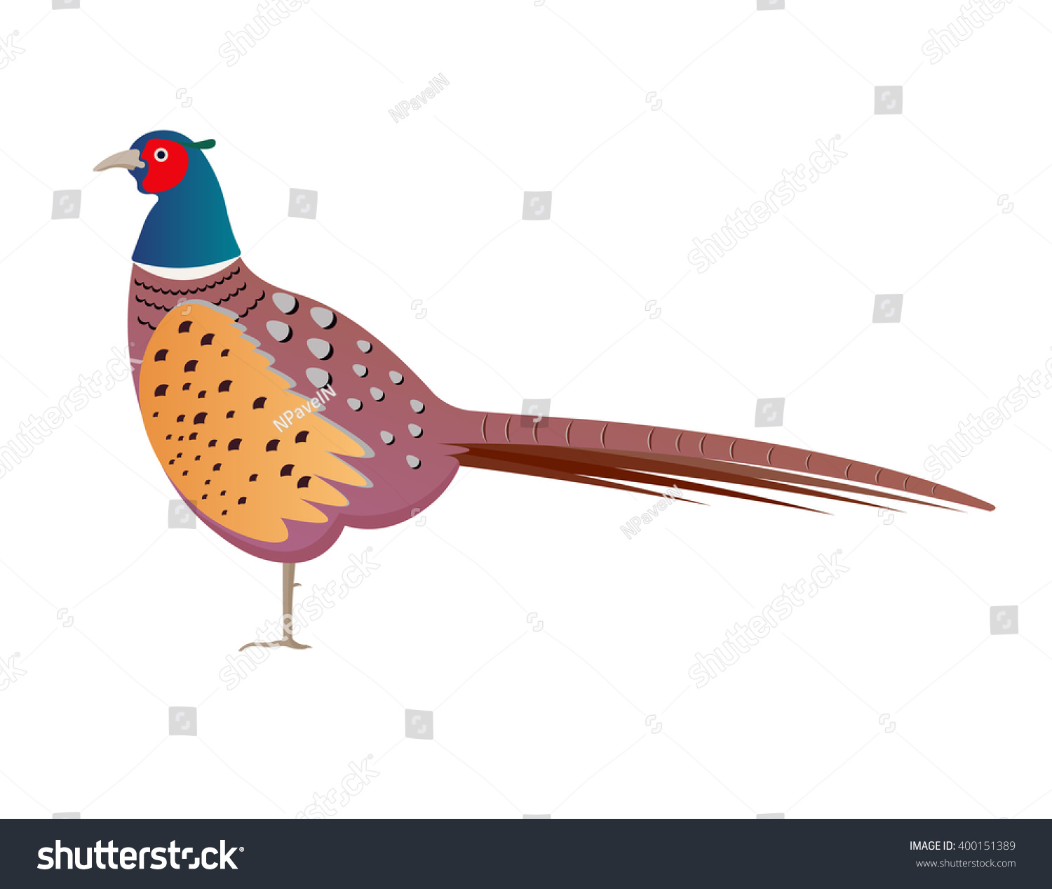 Pheasant Vector Illustration Isolated On White Stock Vector (Royalty ...