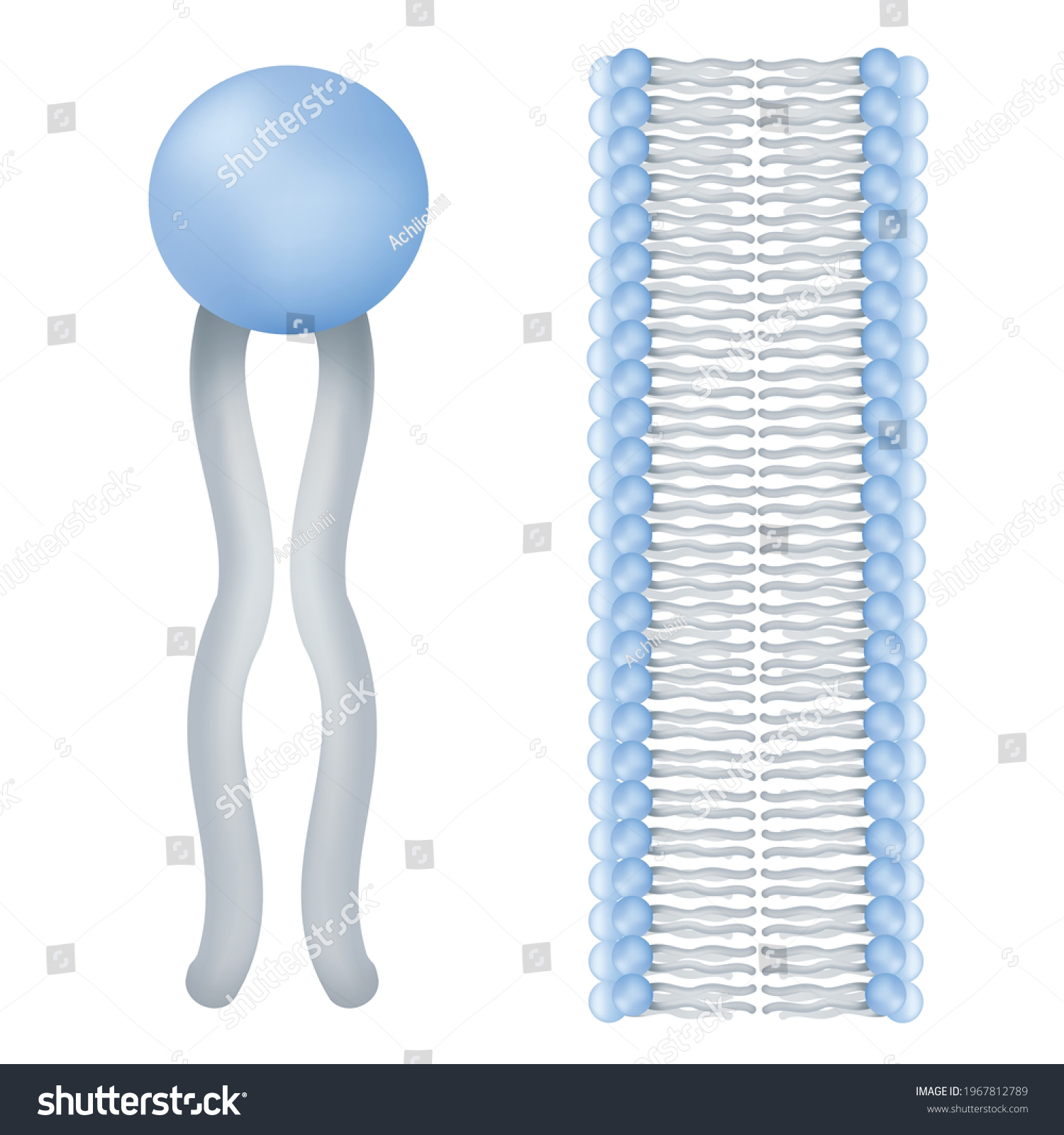 Lipids Imágenes Fotos De Stock Y Vectores Shutterstock 6058