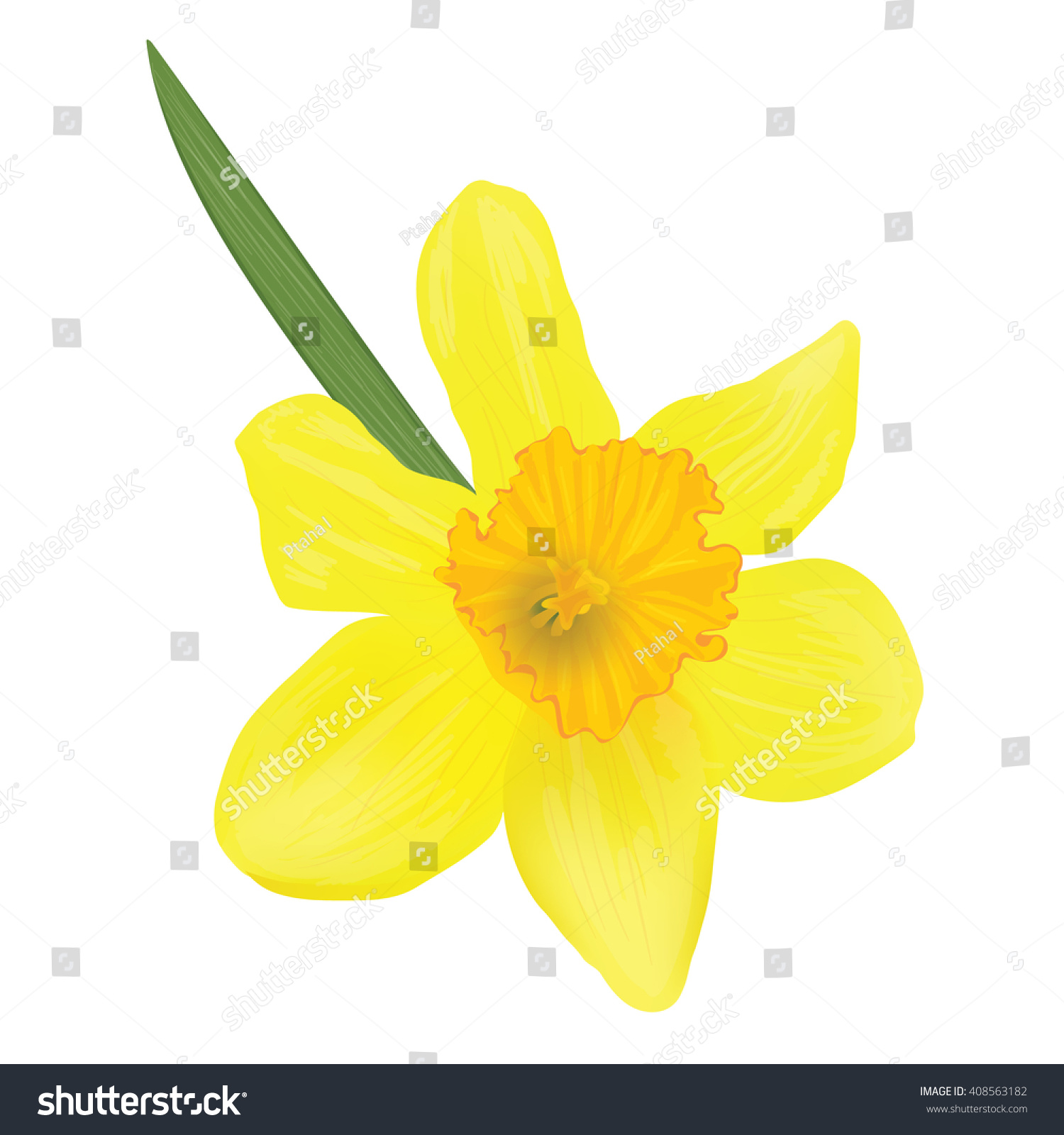 Photorealistic Vector Narcissus Top View Sheet Stock Vector (Royalty ...