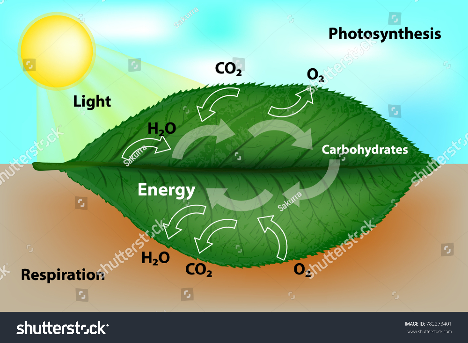 Photosynthesis Cellular Respiration Stock Vector Royalty Free