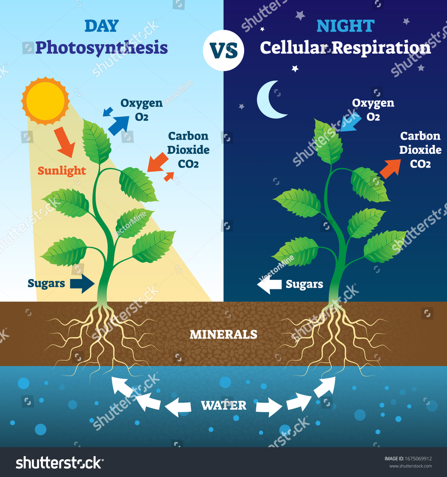 Photosynthesis Cellular Respiration Comparison Vector Illustration Stock Vector Royalty Free