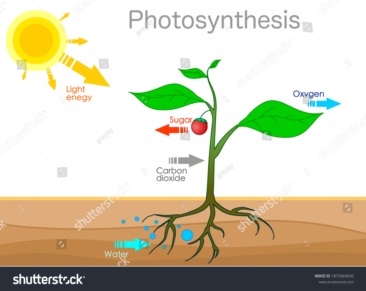 Process by Which Autotrophs Use Sunlight to Make High-energy Sugar