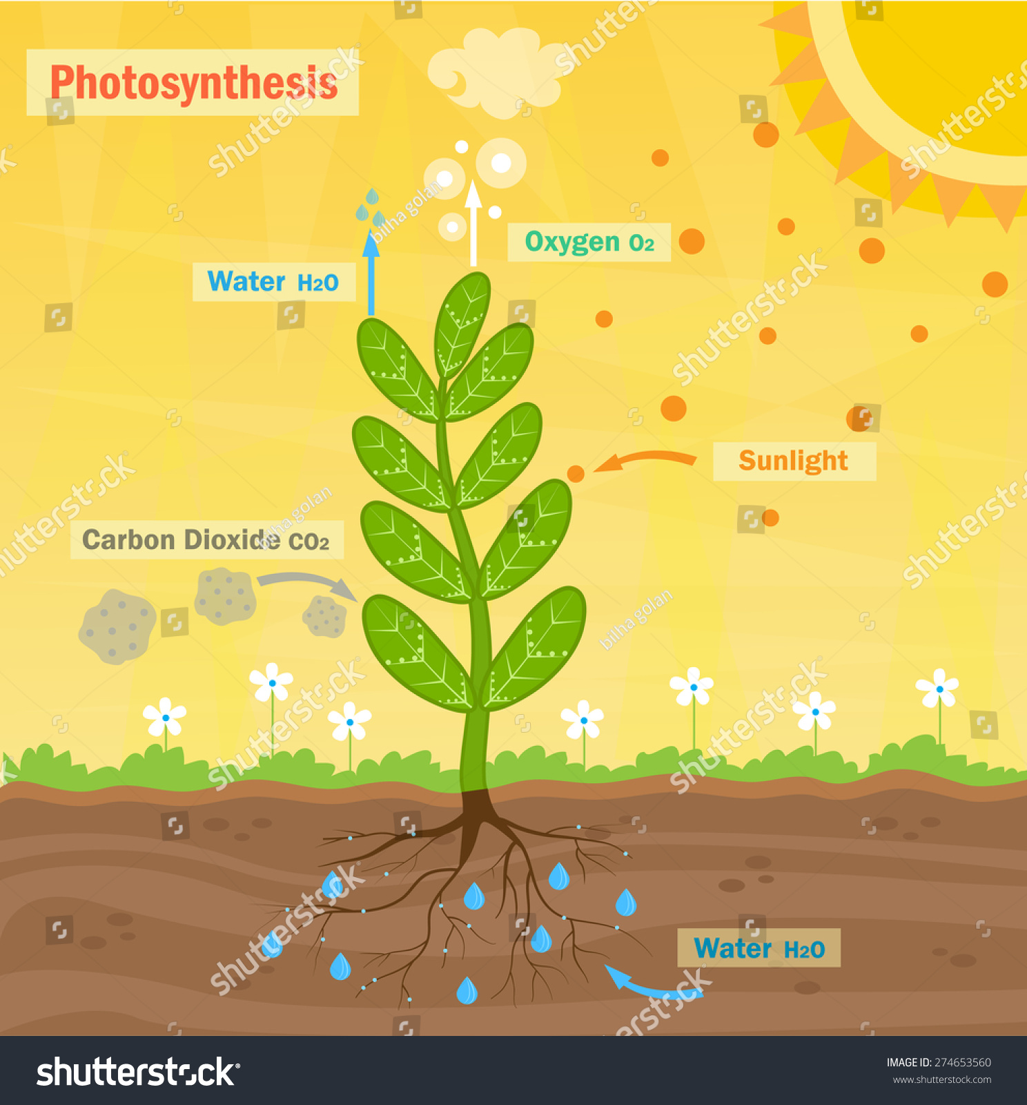 Photosynthesis - Colorful Illustration Of The Photosynthesis Process ...