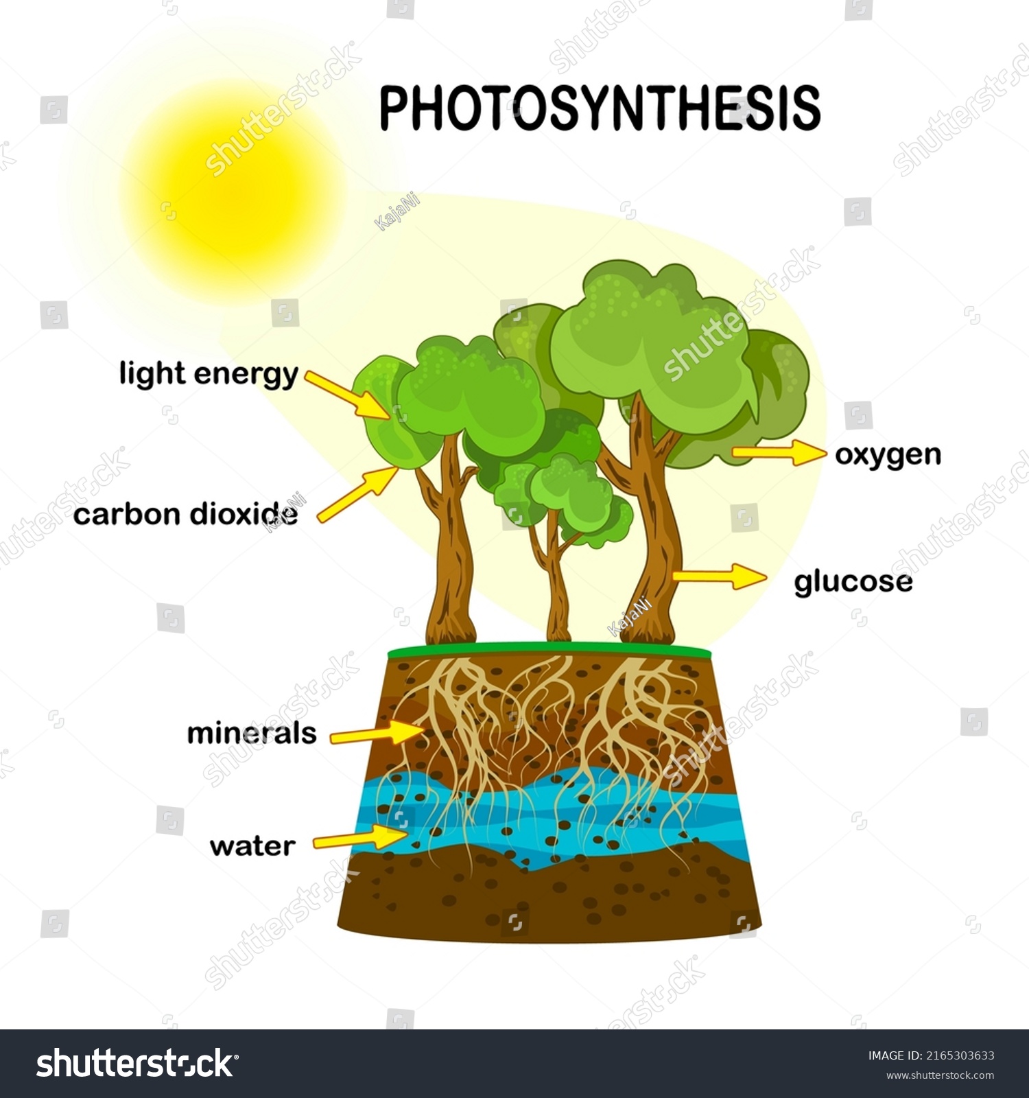 Photosynthesis Diagram Process Plant Produce Oxygen Stock Vector ...
