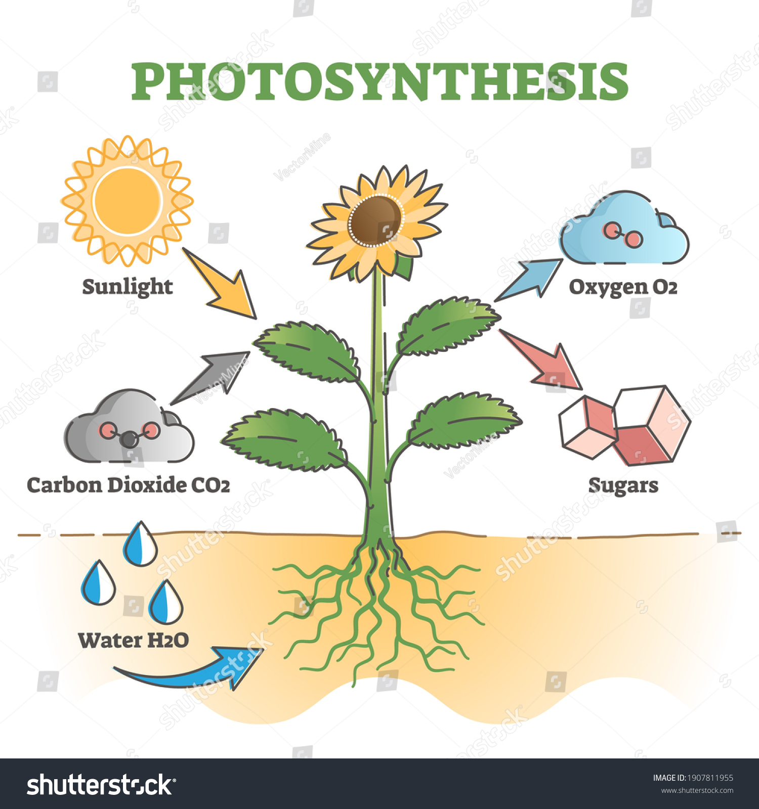 Photosynthesis Diagram Process Symbolic Explanation Scheme Stock Vector ...