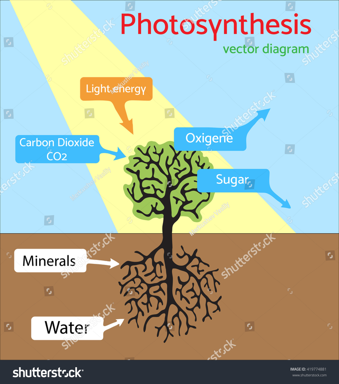 Photosynthesis Diagram Schematic Vector Illustration Stock Vector ...