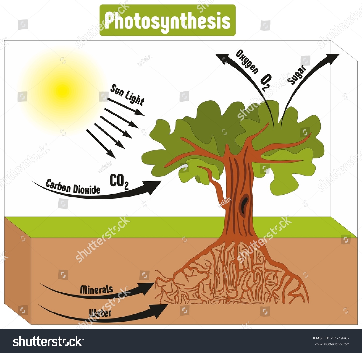 Photosynthesis Tree Diagram