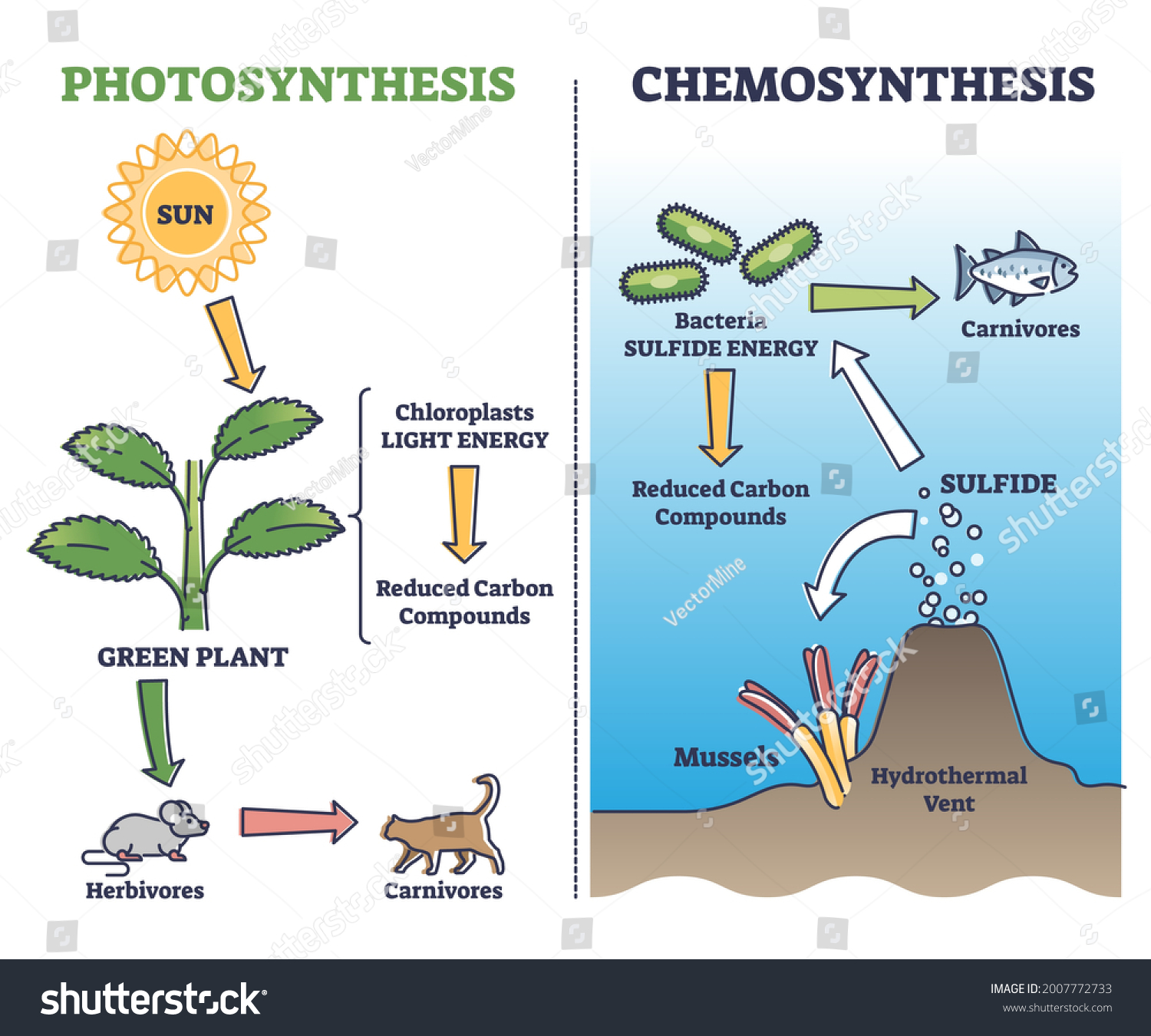 chemosynthesis-images-stock-photos-vectors-shutterstock