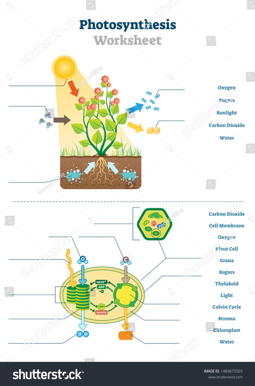 Photosynthesis Worksheet Vector Illustration Educational Blank Intended For Photosynthesis Worksheet High School