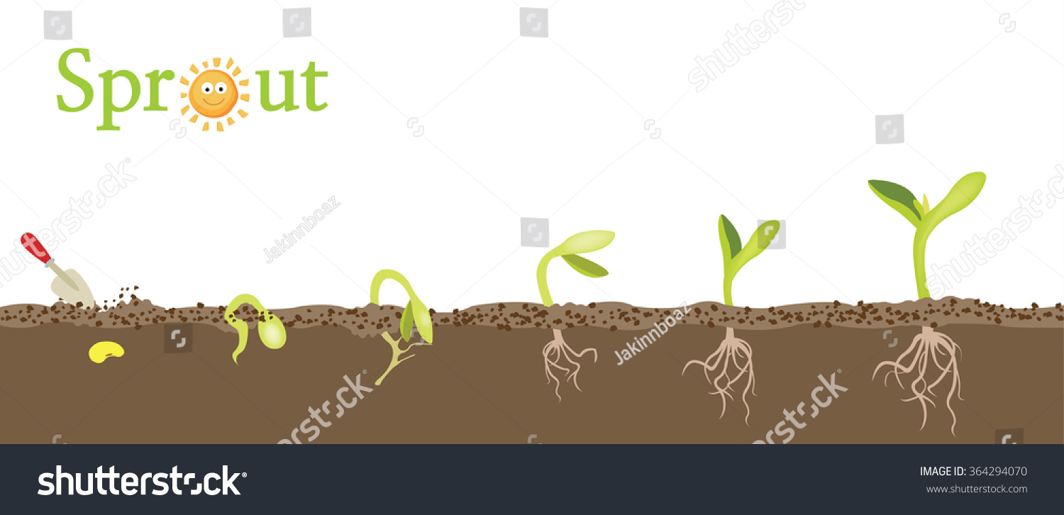 Pictures Of A Plant Growing From Seed To Plant Stock Vector ...