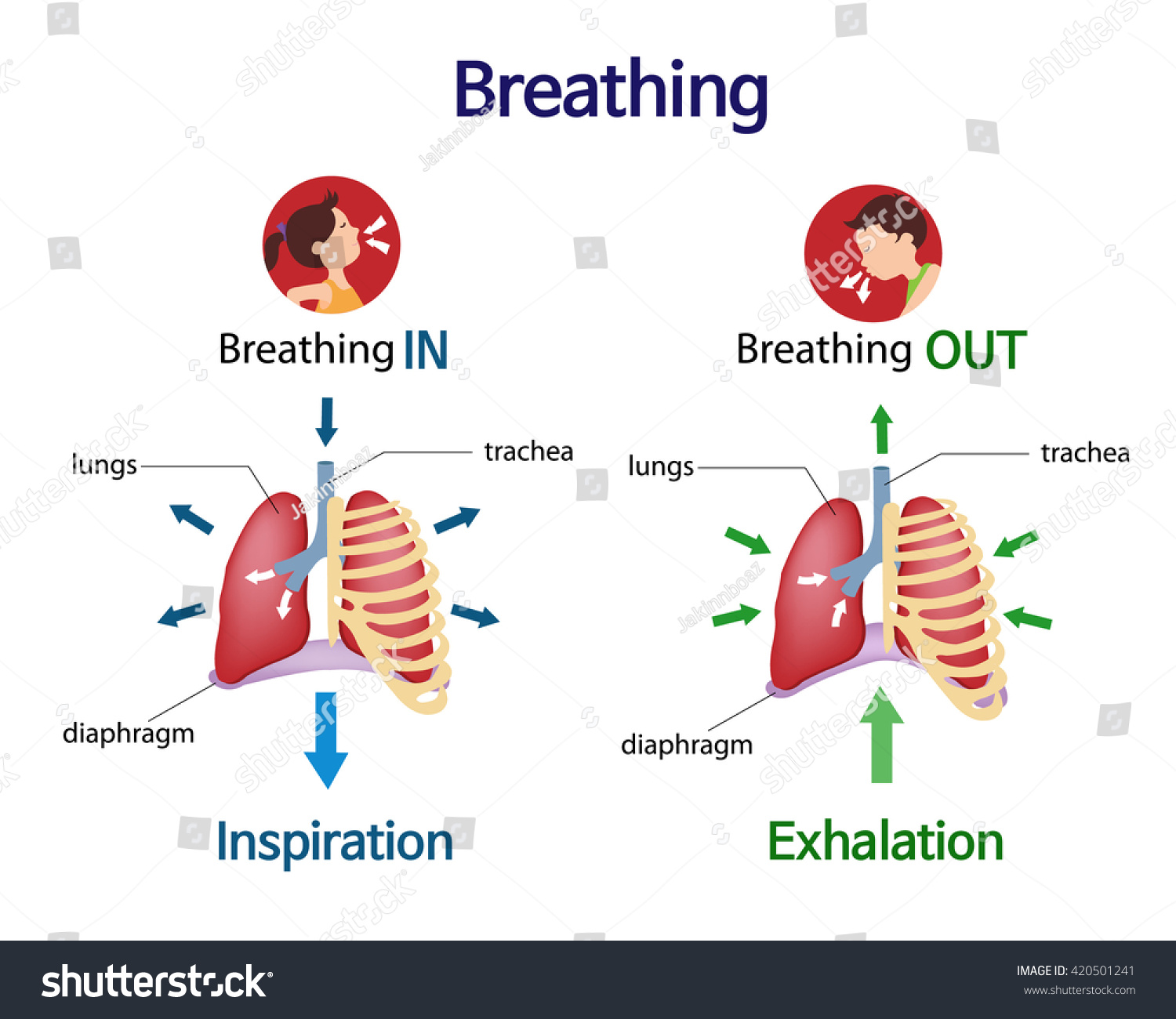 Pictures That Show What Happens Lungs Stock Vector (Royalty Free) 420501241