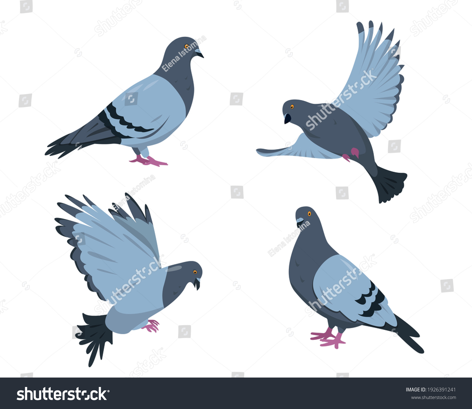 26,165 Pigeon plumage Images, Stock Photos & Vectors | Shutterstock