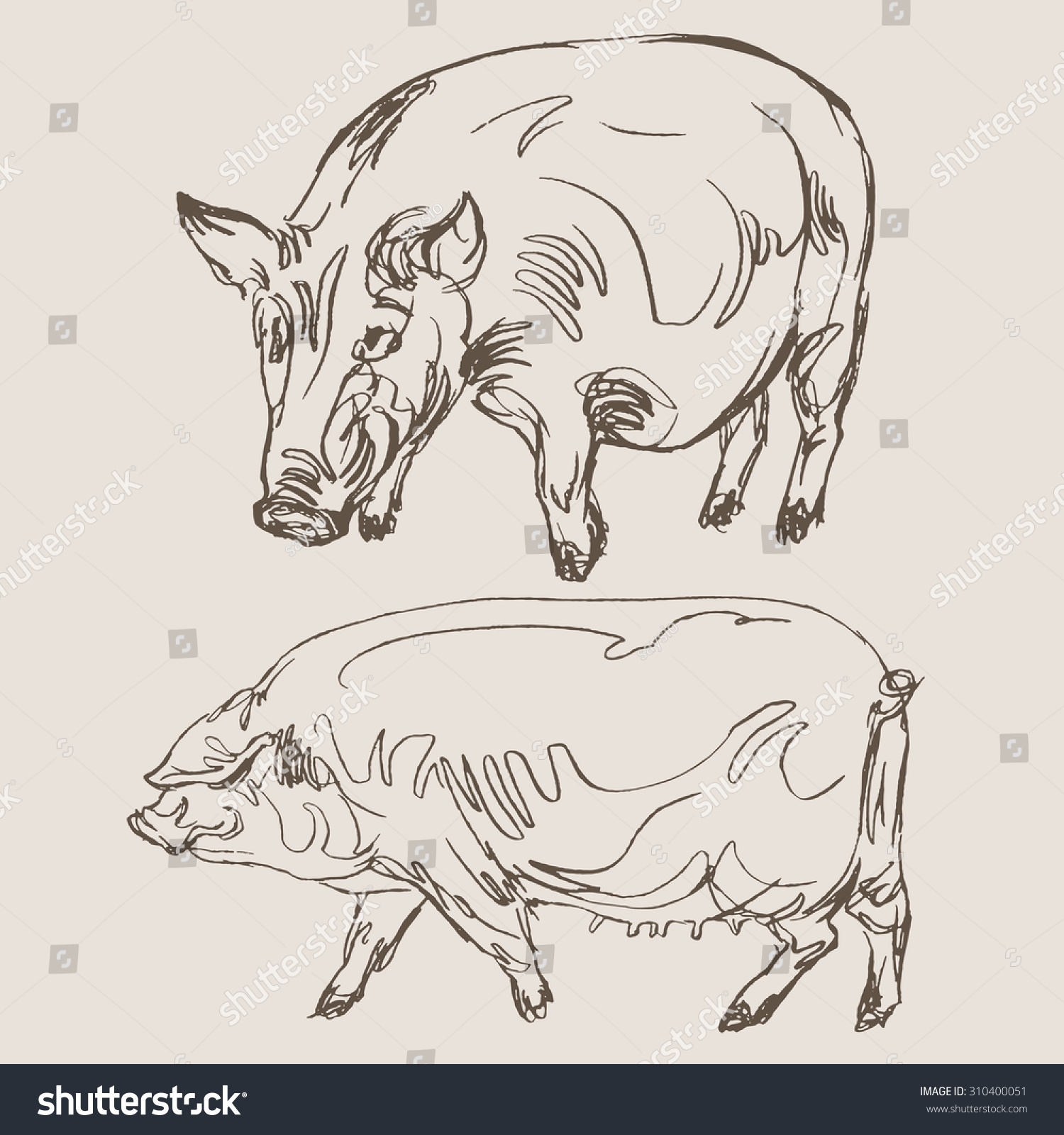 Pigs Vector Hand Draw Sketch Stock Vector (Royalty Free) 310400051 Shutterstock