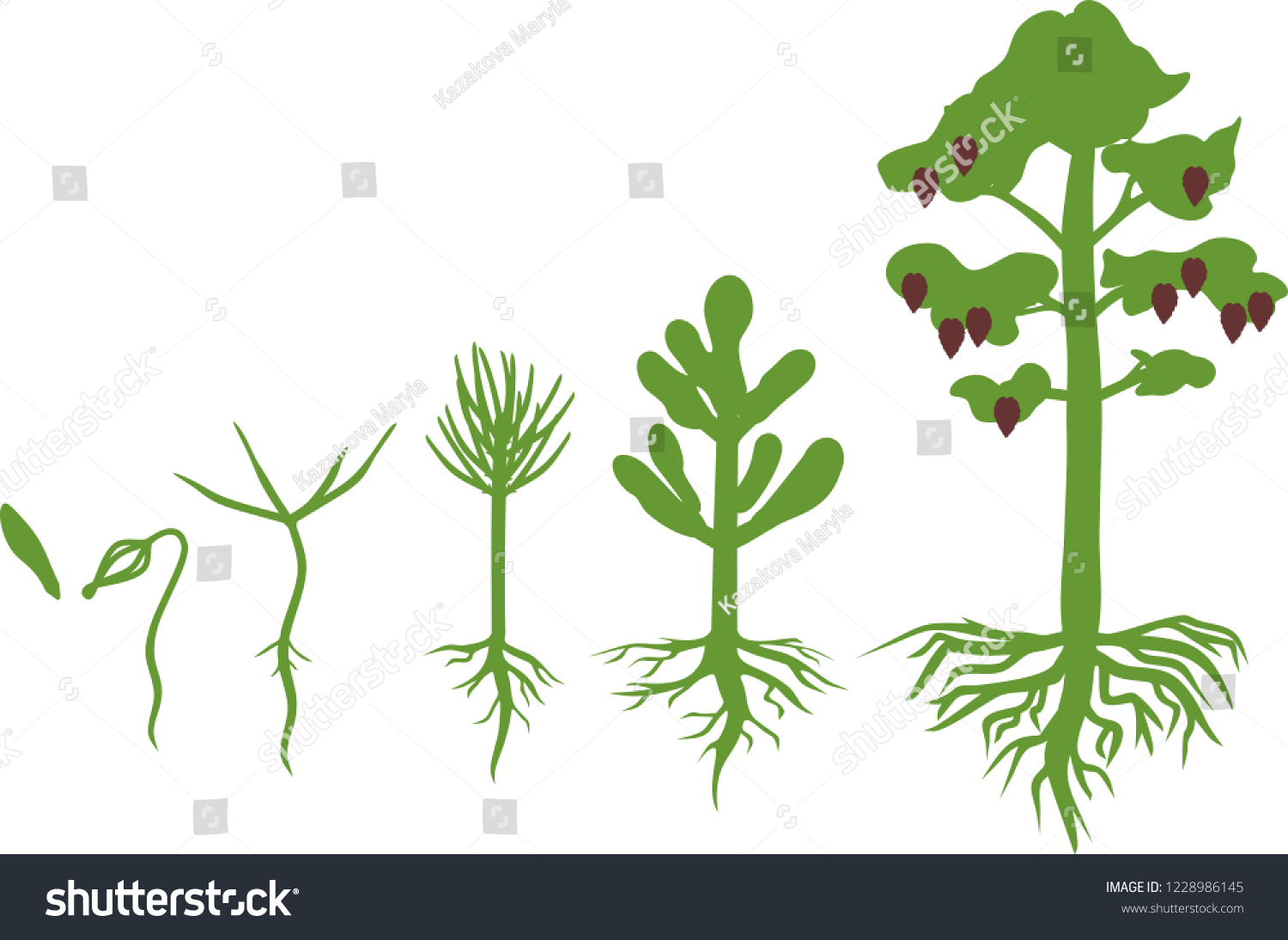 Pine Tree Life Cycle Stages Growth Stock Vector (Royalty Free) 1228986145 Shutterstock