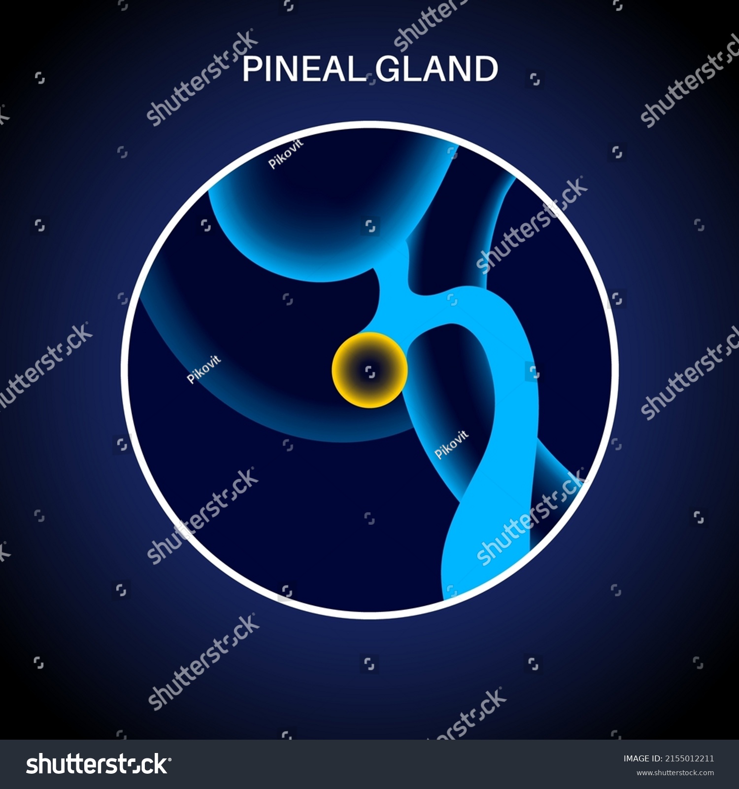 Pineal Gland Epithalamus Anatomy Human Brain Stock Vector Royalty Free 2155012211 Shutterstock 0927