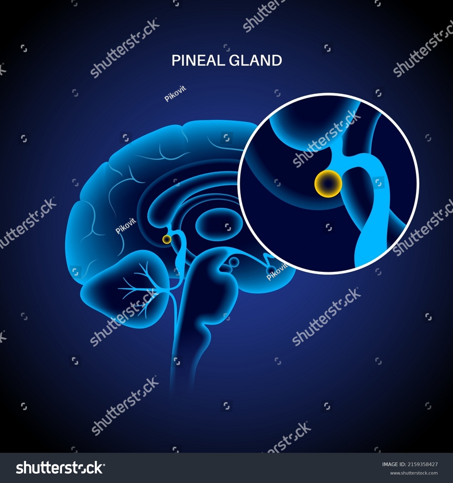 Pineal Gland Epithalamus Anatomy Human Brain Stock Vector (Royalty Free ...