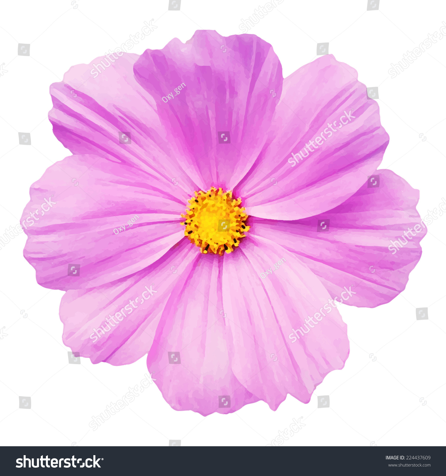Pink Daisy Flower Isolated On White Stock Vector (Royalty Free