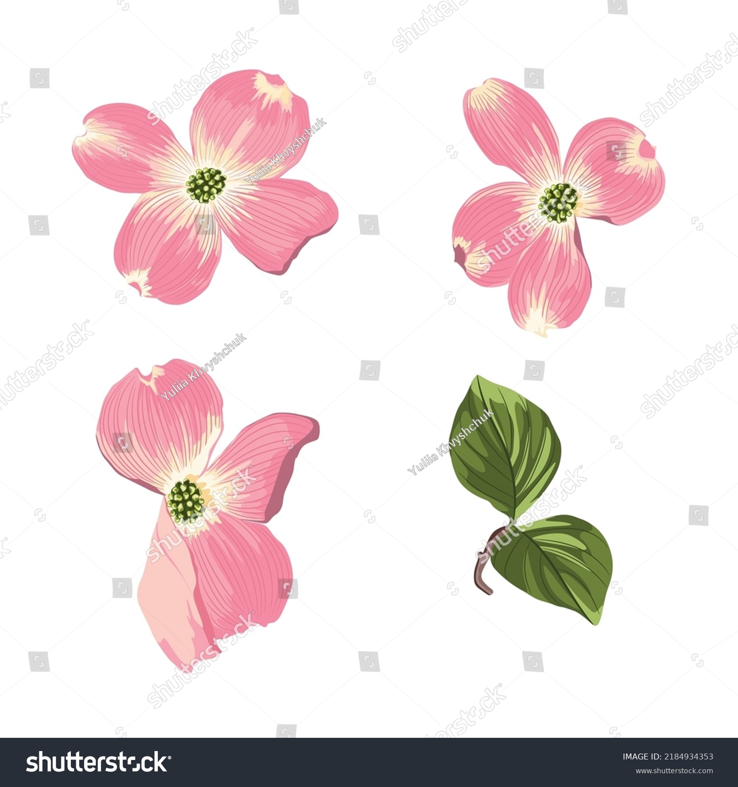 SVG of Pink Dogwood (Cornus florida). Hand drawn illustration of blooming dogwood flowers with leaves. svg