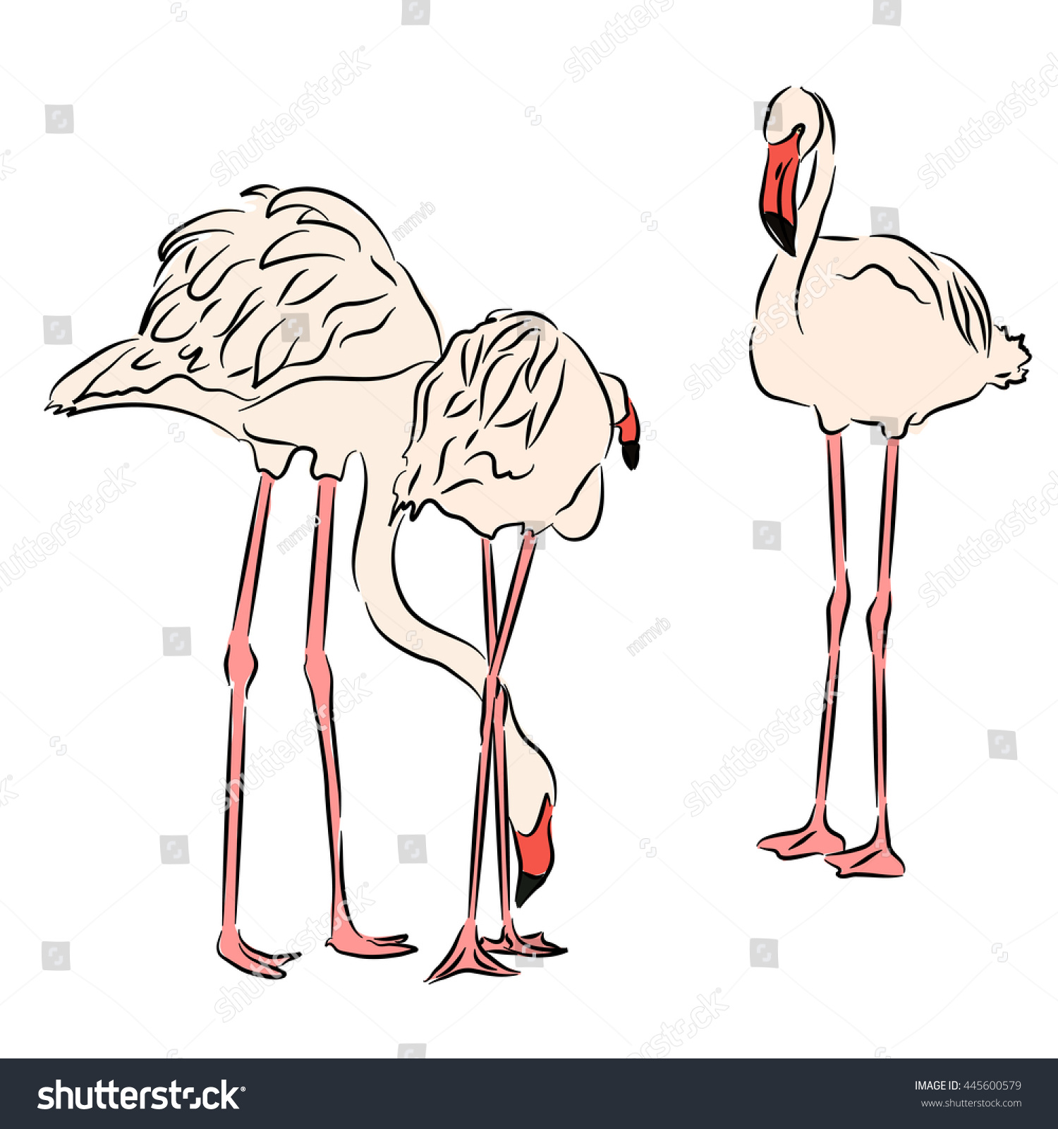 Pink Flamingo Vector Illustration Drawn By Stock Vector Royalty Free 445600579 Shutterstock 9987