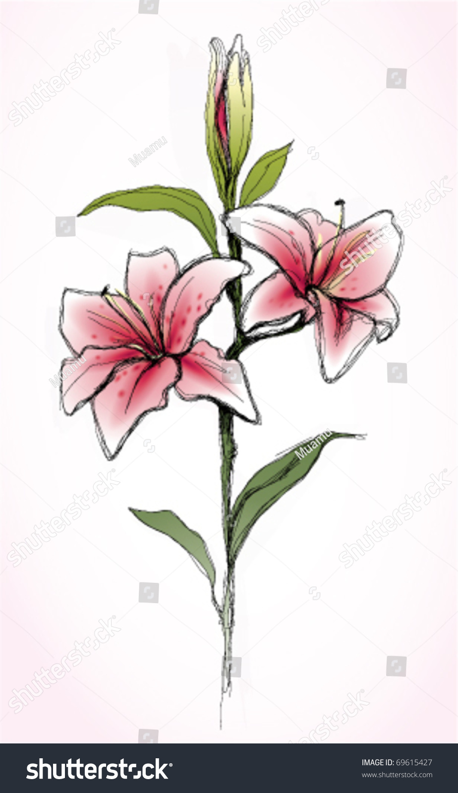 Pink Lily Flower / Realistic Sketch (Not Auto-Traced) Stock Vector ...