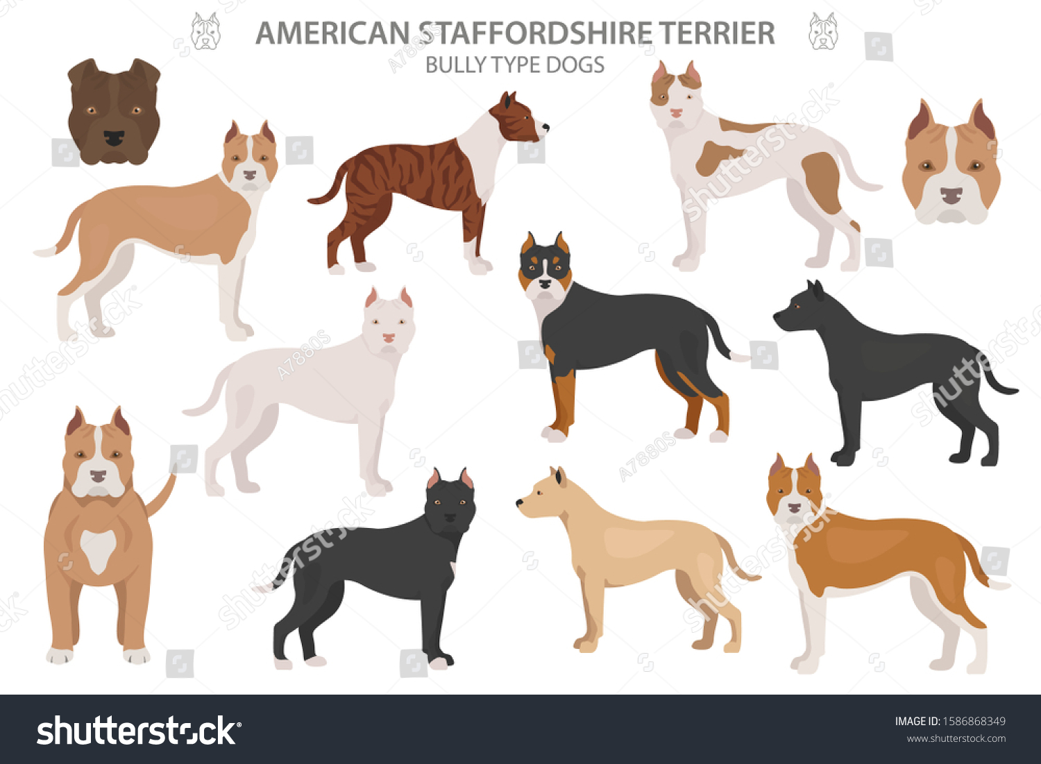 staffordshire bull terrier american pit bull terrier