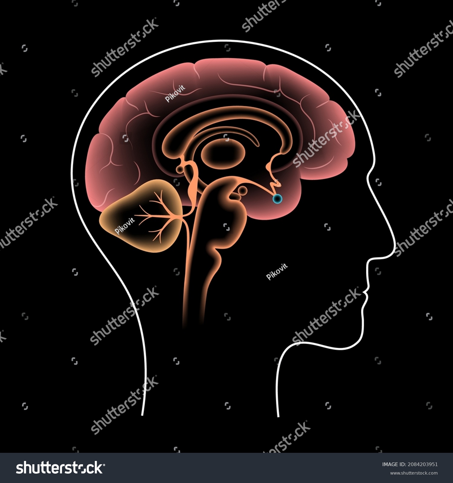 Pituitary Gland Anatomy Human Endocrine System Stock Vector Royalty