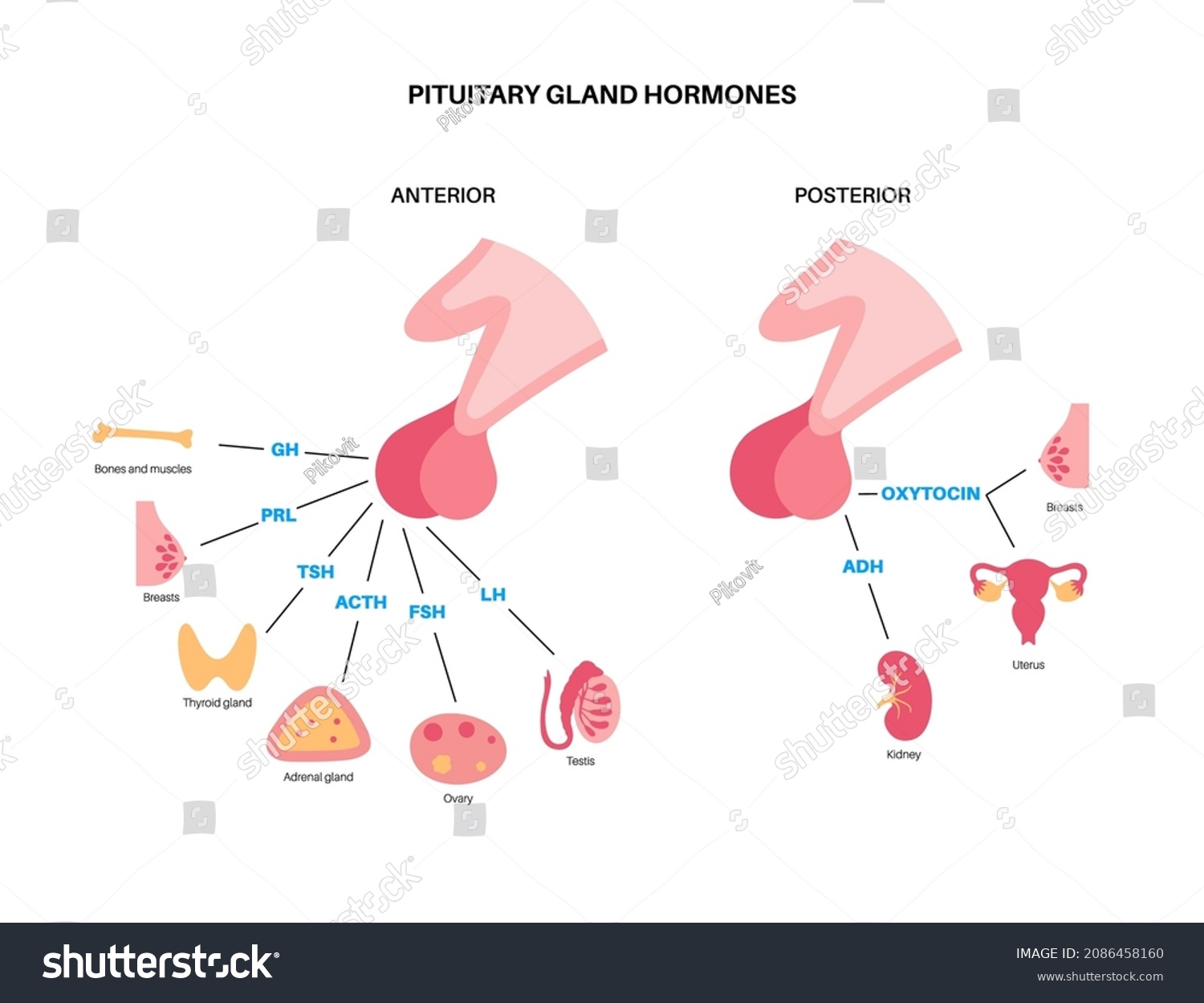 Pituitary Gland Anatomy Human Endocrine System Stok Vektör (Telifsiz ...