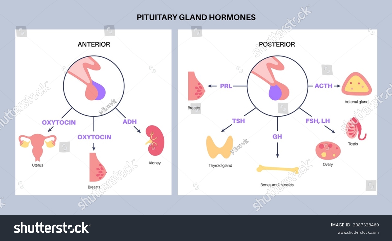 Pituitary Gland Anatomy Human Endocrine System Stock Vector (Royalty ...