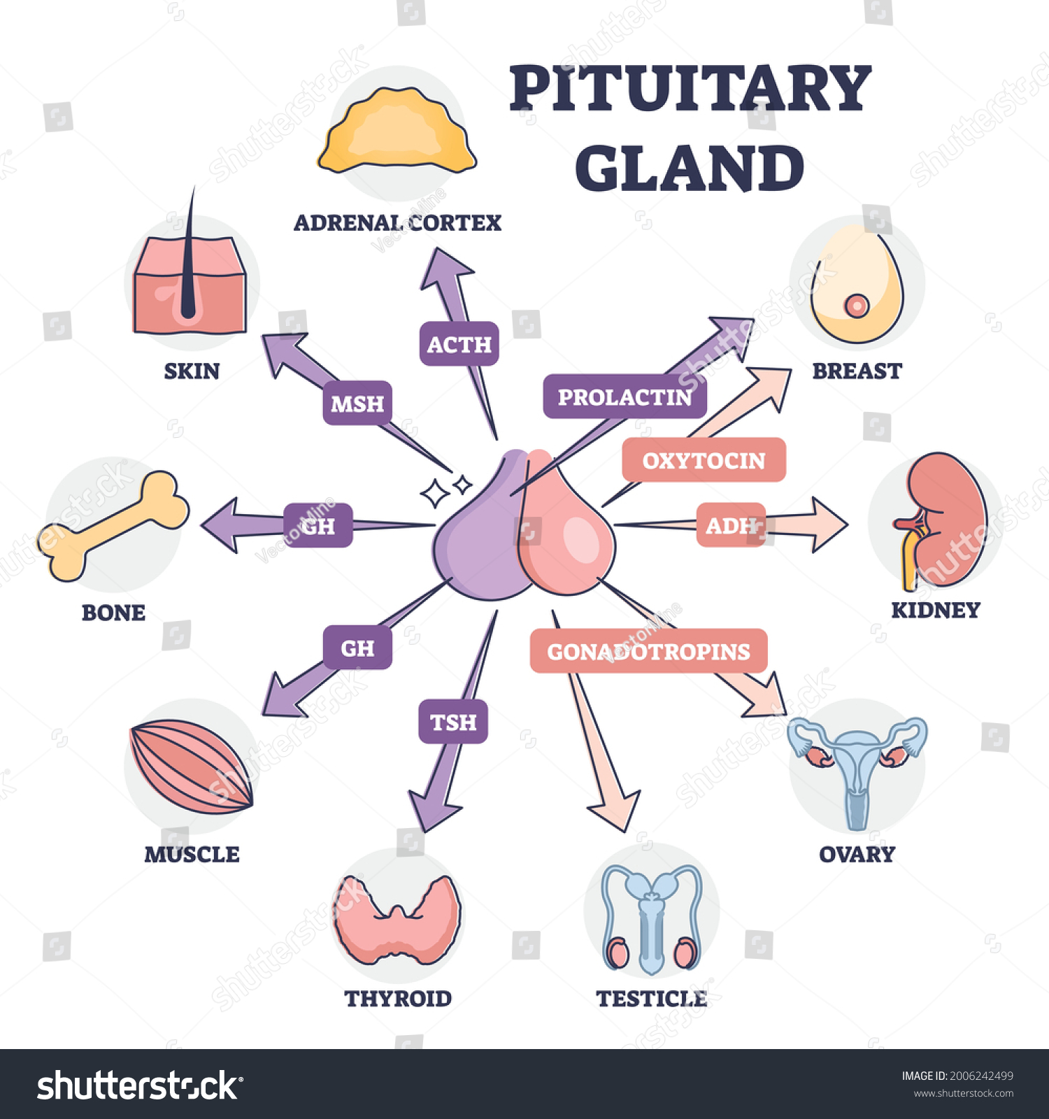 Pituitary Gland Hormones Medical Influence Human Stock Vector Royalty Free 2006242499 