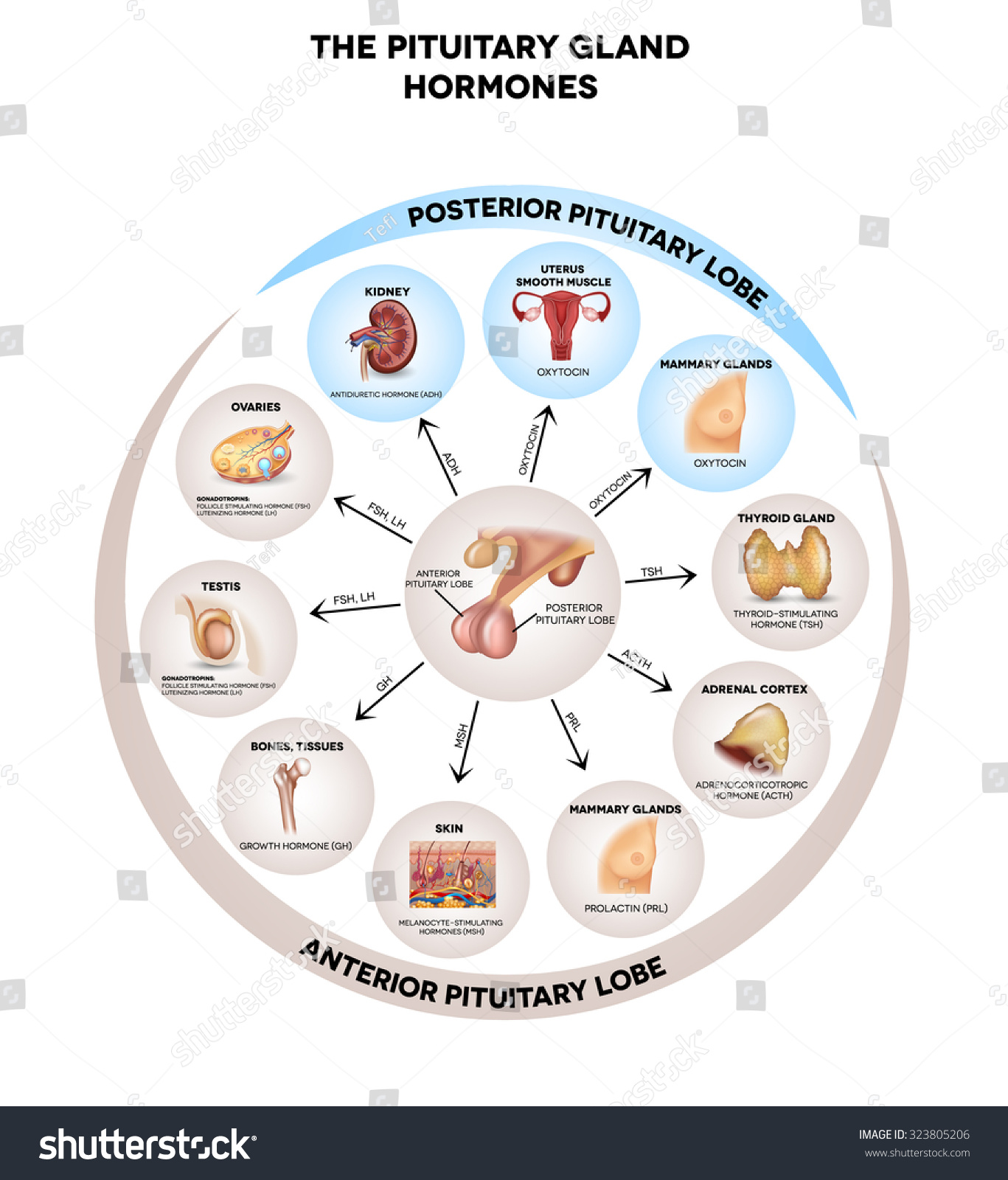 Pituitary Gland Secreted Hormones Influenced Organs: เวกเตอร์สต็อก ... Biology Diagrams