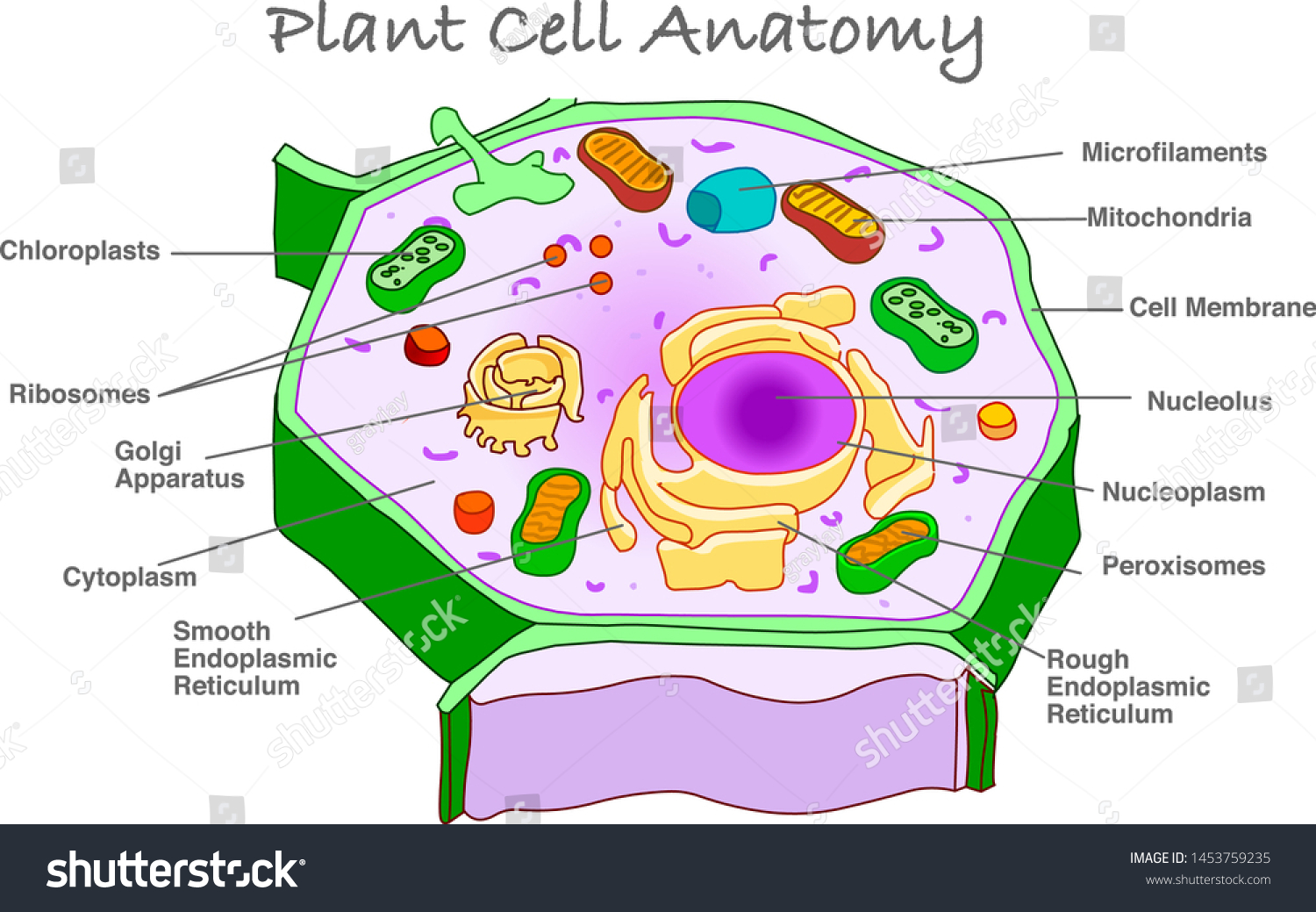 Featured image of post Plant Cell Chloroplast Clipart / Cell structure view of leaf surface showing plant cells under microscope for education.