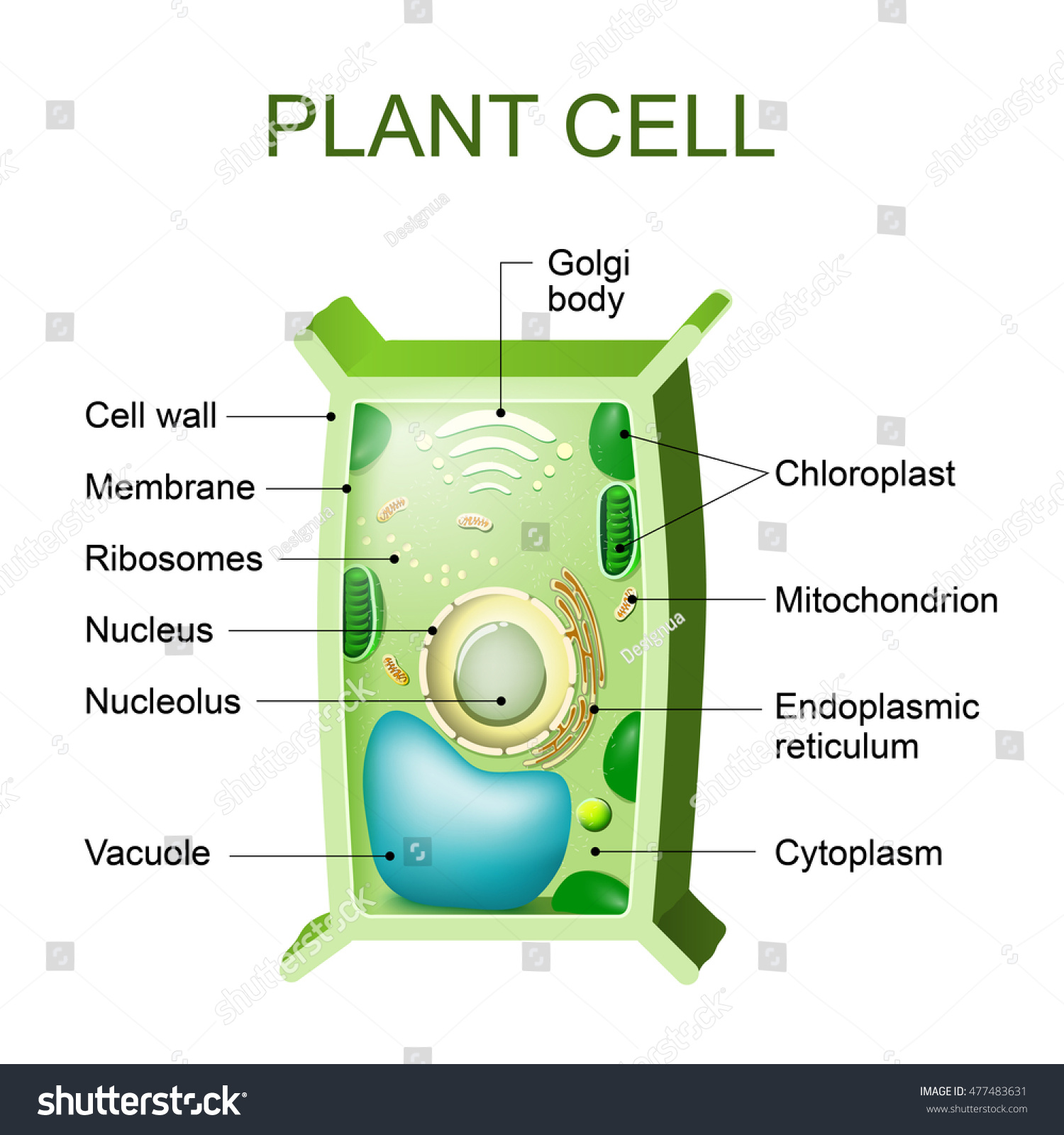 Plant Cell Anatomy Cross Section Plant Stock Vector 477483631 ...