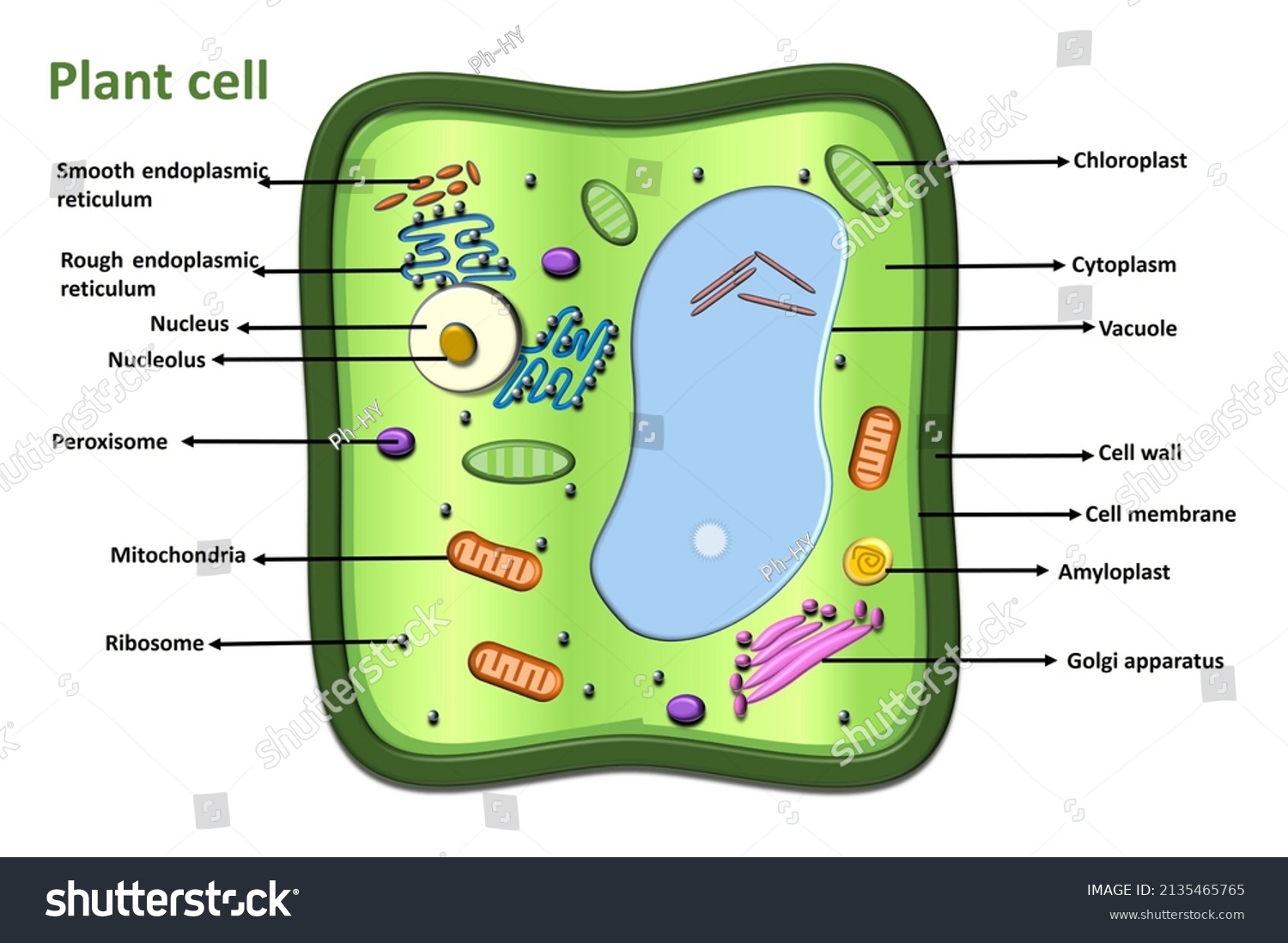 Plant Cell Diagram Vector Anatomical Structure Stock Vector (Royalty ...