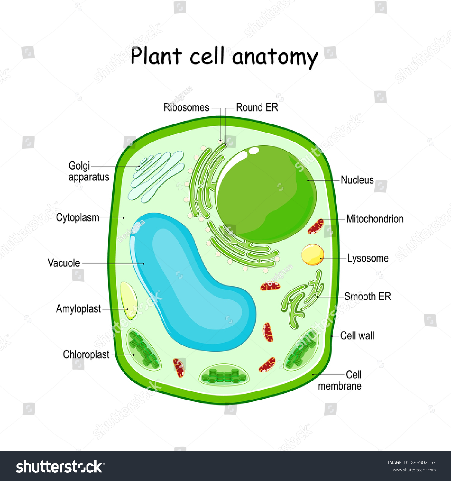 Plant Cell Anatomy Diagram