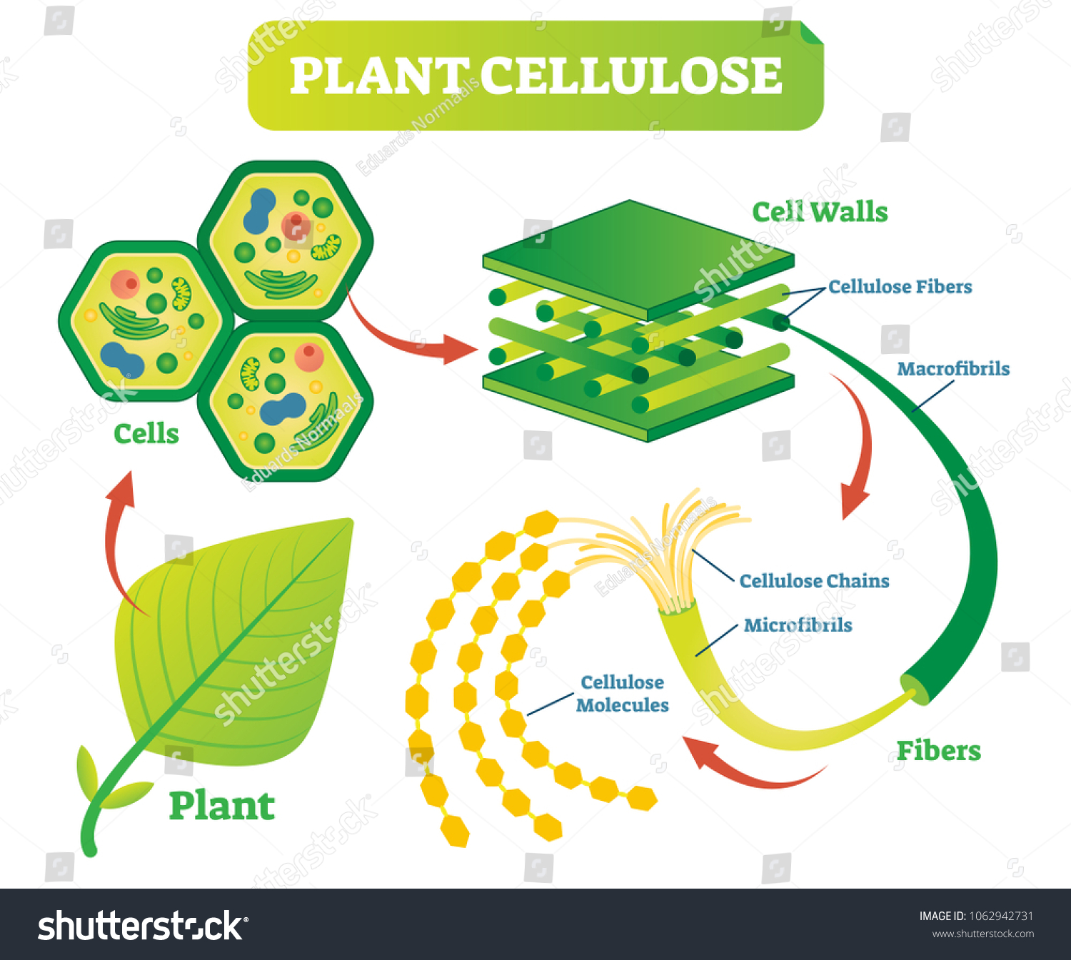 Image result for cellulose fibre biology diagram