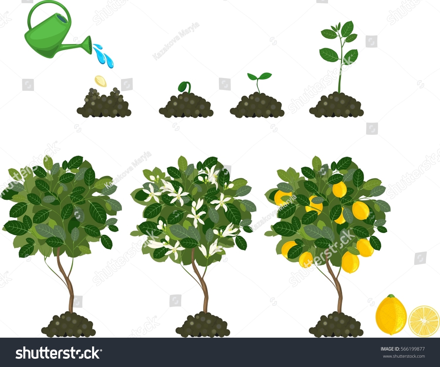 Lemon Tree Life Cycle 7448