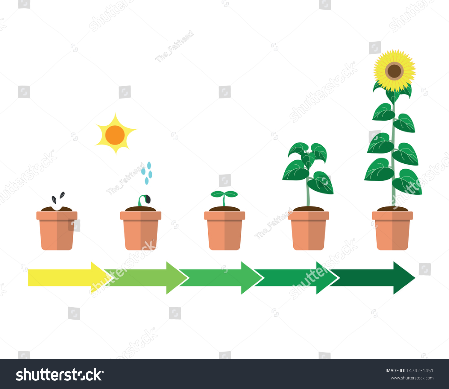 Sunflower cycle Images, Stock Photos & Vectors | Shutterstock