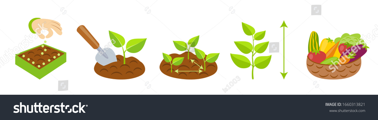 Vektor Stok Plant Growth Stages Infographics Planting Instruction