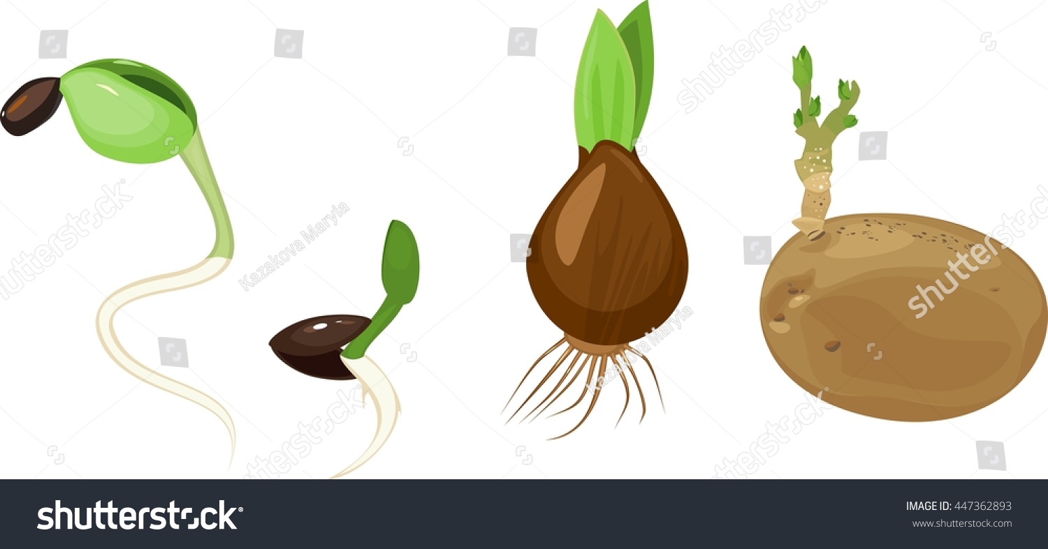 Plant Reproduction Set Stock Vector Illustration 447362893 Shutterstock