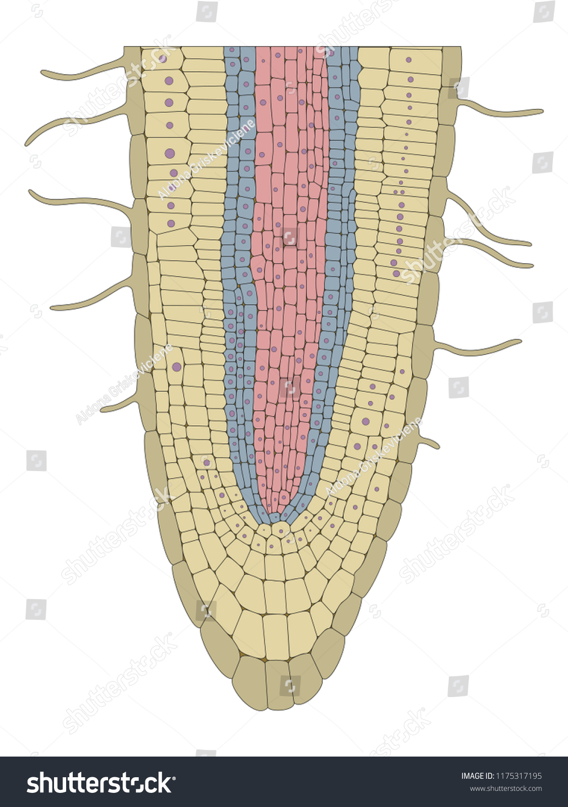 Plant Root Structure Stock Vector (Royalty Free) 1175317195 - Shutterstock