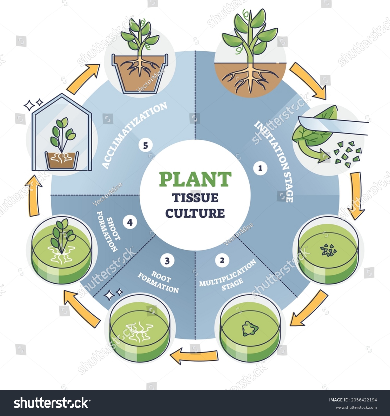 methodology in plants