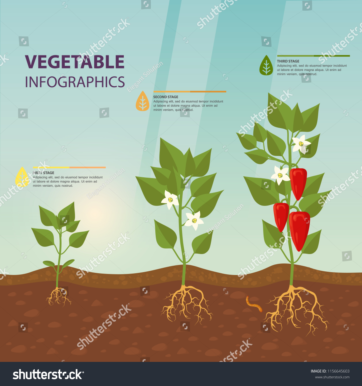 Plant Bell Pepper Growth Infographic Infochart เวกเตอร์สต็อก ปลอดค่า