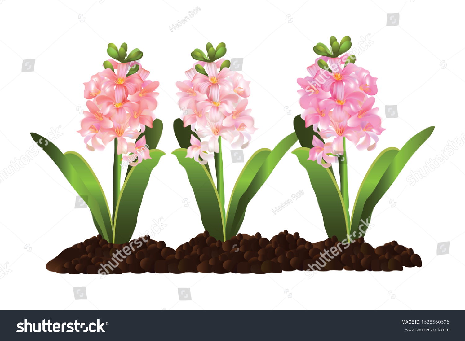 Planting Plants Open Ground Pink Cyclamen Stock Vector Royalty Free 1628560696