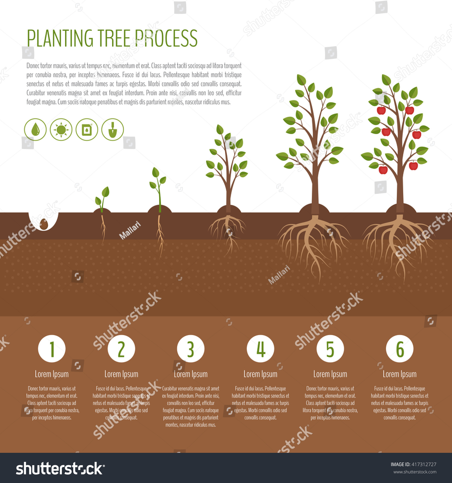 Growth Stages Apple Tree Growing Stages How To Grow An Apple Tree