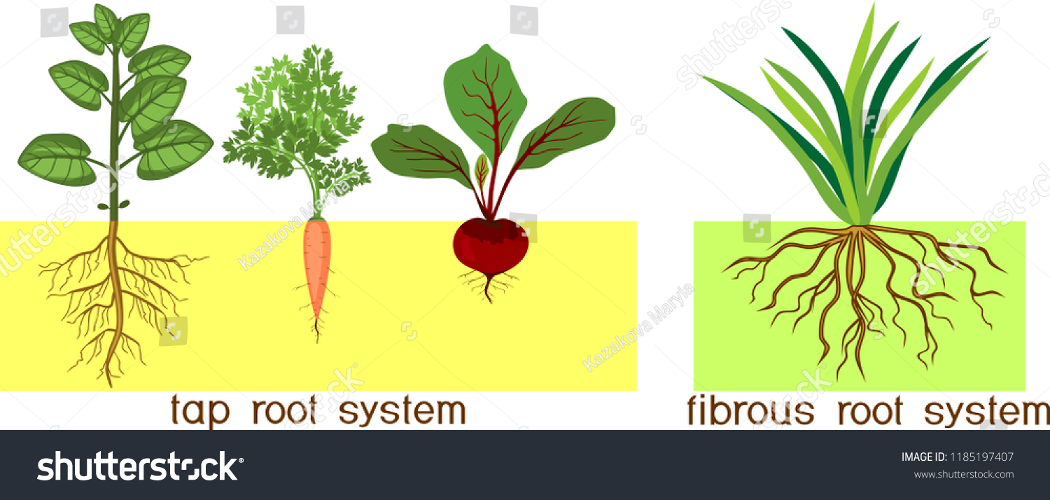 Plants Different Types Root Systems Tap Stock Vector (Royalty Free ...