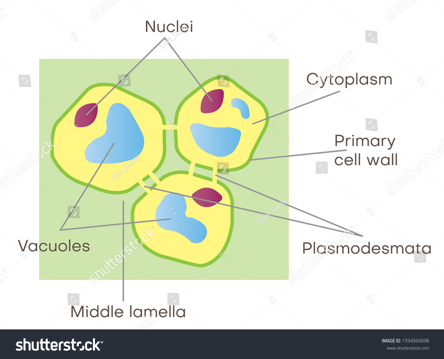 Plasmodesmata Plant Cells Can Communicate Through Stock Vector Royalty Free 1934943098