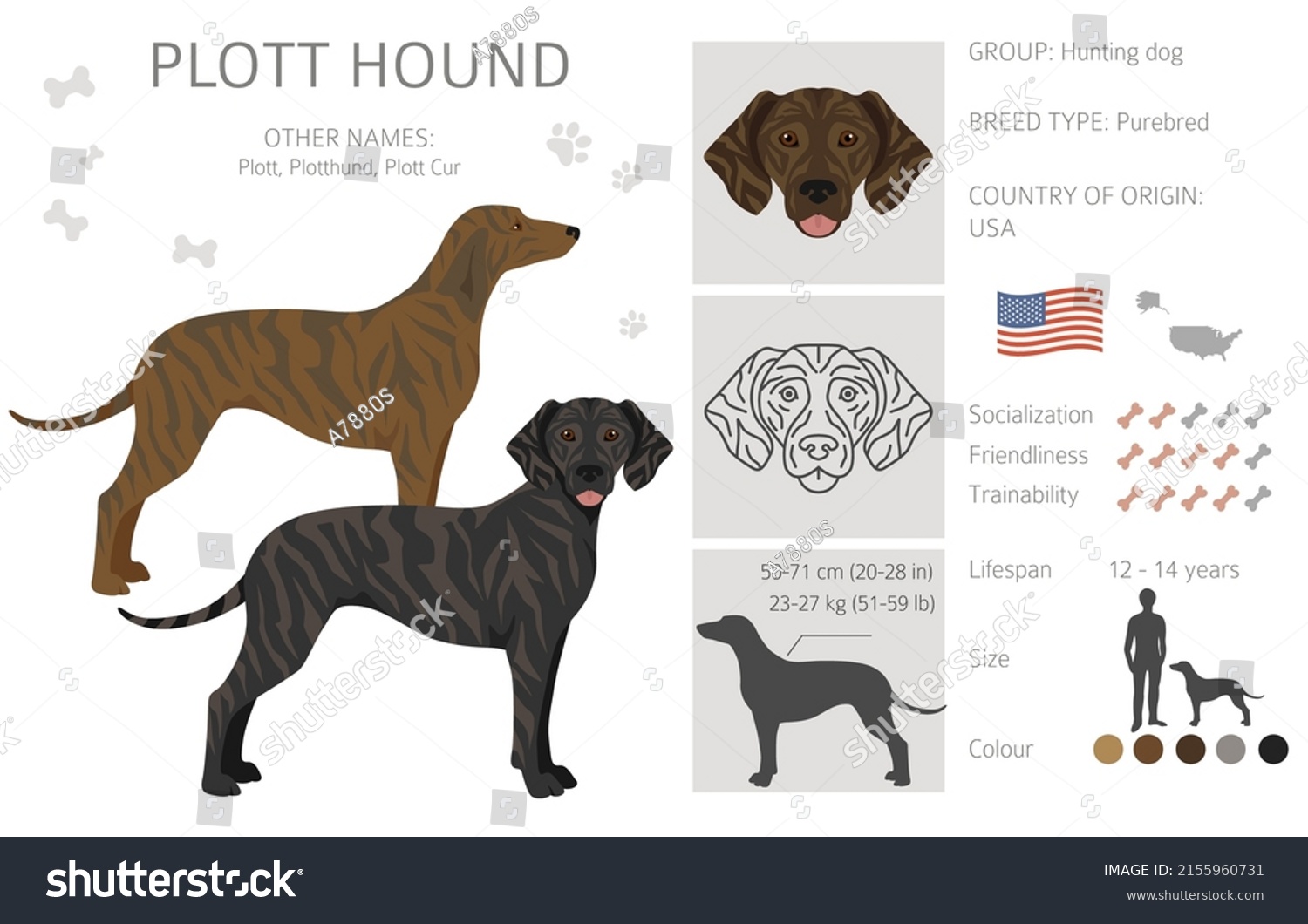 Plott Hound Clipart Different Poses Coat Stock Vector (Royalty Free ...