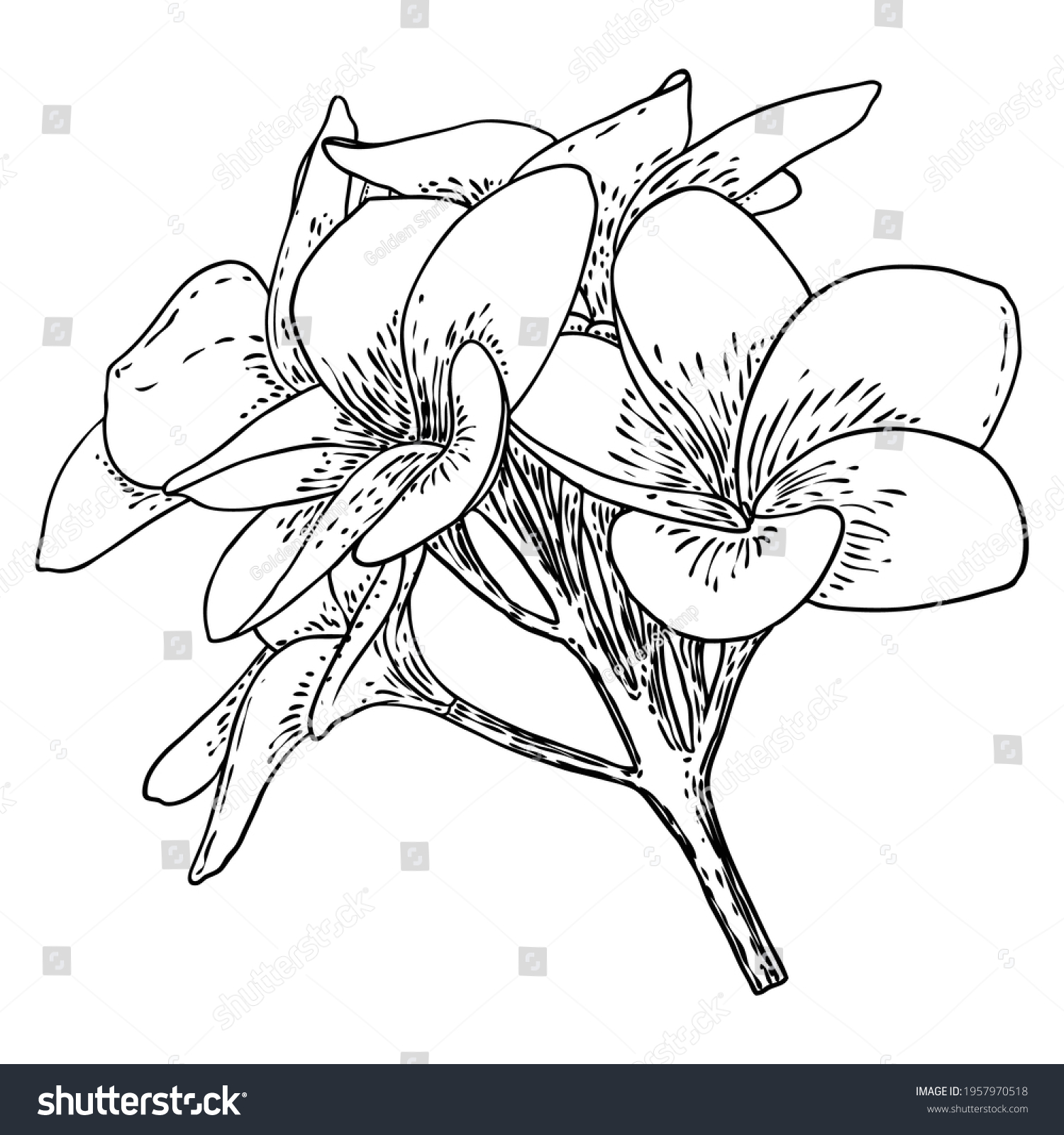 Plumeria Frangipani Flowers Leaves Drawing Hand Stock Vector (Royalty ...